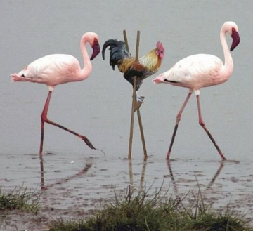 Image of two flamingos walking through water with a rooster on stilts between the two